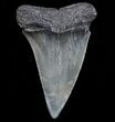 Large, Fossil Mako Shark Tooth - Georgia #75062-1